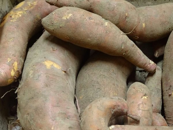 patate douce ferme de gourhert vente directe ploermel ferme de gourhert vente directe ploermel