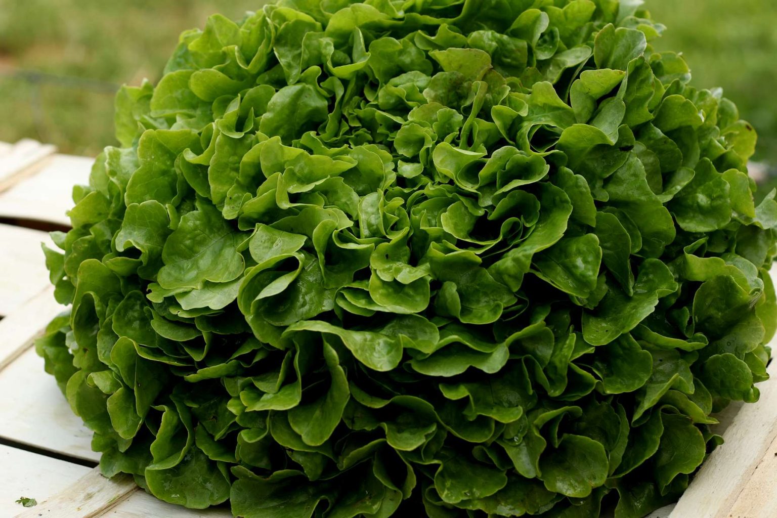 Salade Feuille De Ch Ne Rouge La Ferme De Gourhert